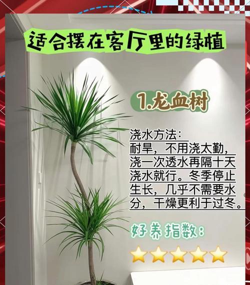 客厅适合哪些观赏植物？