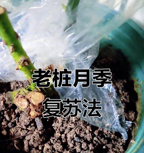 月季狗子在阳台上的养护技巧是什么？