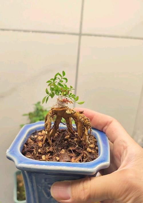 月季狗子在阳台上的养护技巧是什么？