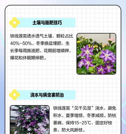 铁线莲拱门养护技巧有哪些？