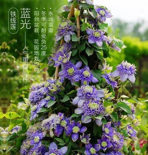 铁线莲拱门养护技巧有哪些？