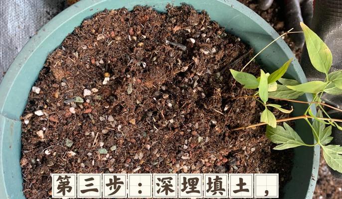 铁线莲翻盆和养护方法是什么？