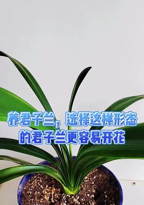 如何评比君子兰的美观程度？