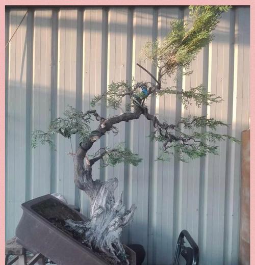 盆景柏树出现黄叶时应该怎么办？