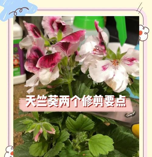 天竺葵如何有效熏蚊？