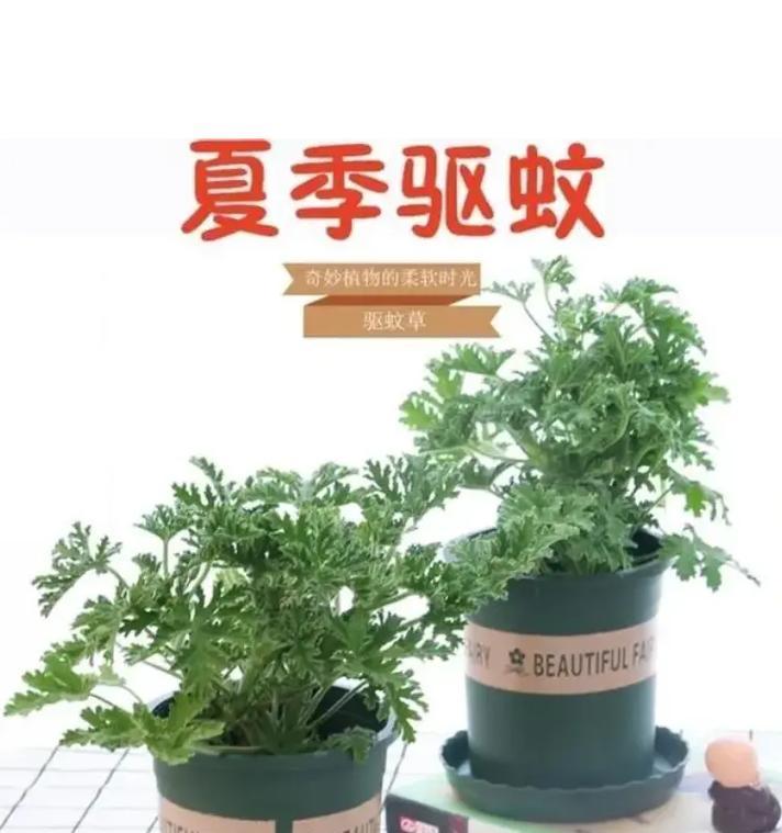 天竺葵如何有效熏蚊？