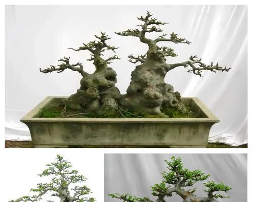 盆景造型的步骤是什么？如何打造完美的盆景造型？