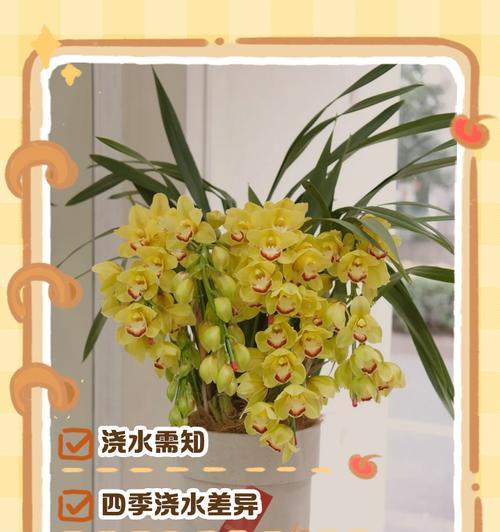 君子兰怎么浇大水小水好？浇水的正确方法是什么？