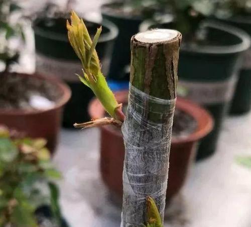 月季专用塑料袋怎么用？如何使用塑料袋保护月季？