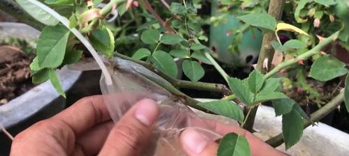 月季专用塑料袋怎么用？如何使用塑料袋保护月季？