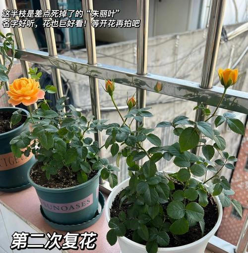 新手阳台花卉选择指南？