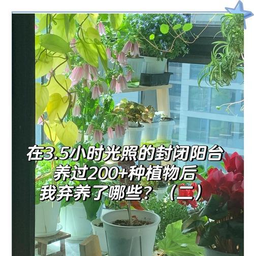 新手阳台花卉选择指南？