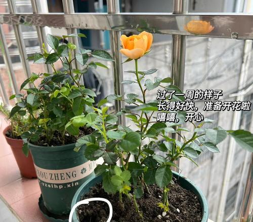 新手阳台花卉选择指南？