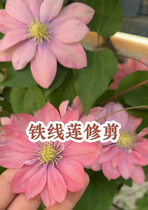 铁线莲剪枝的最佳季节和方法是什么？