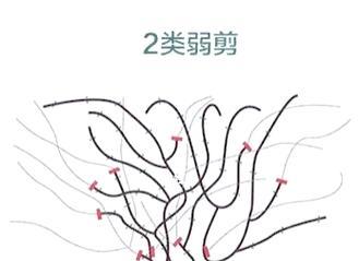 铁线莲剪枝的最佳季节和方法是什么？