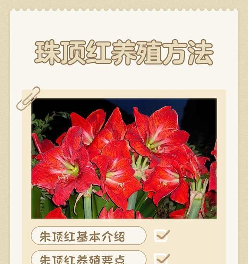 朱顶红养护的含义是什么？