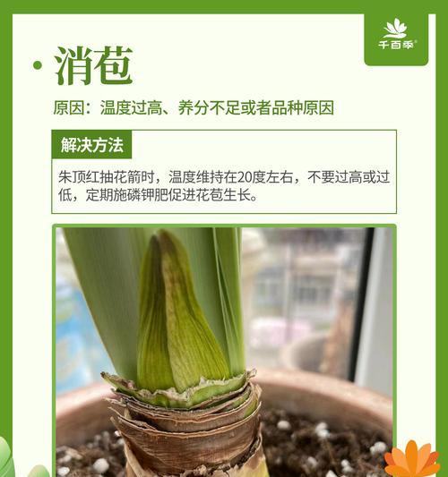 朱顶红养护的含义是什么？