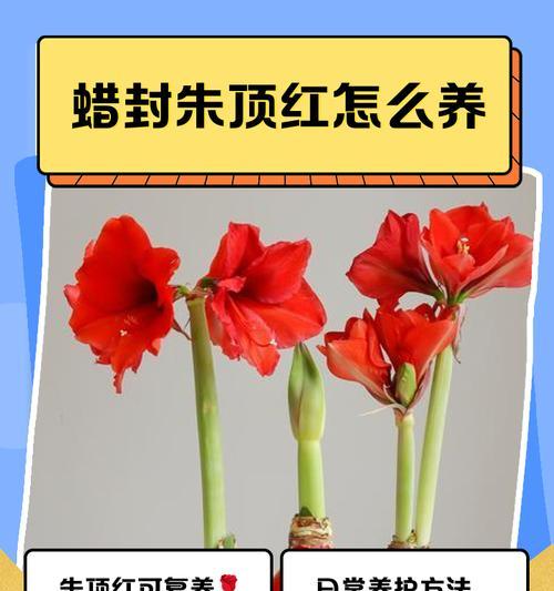 朱顶红养护的含义是什么？
