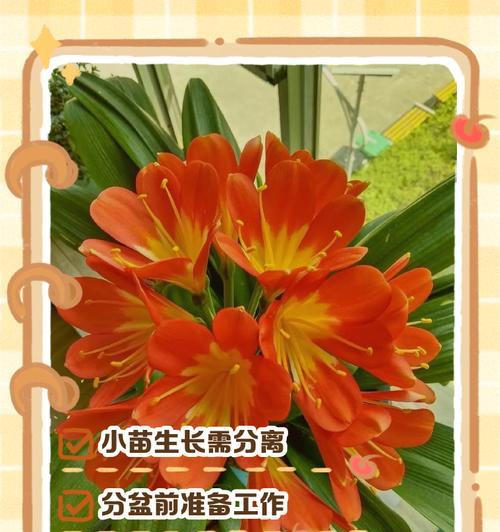 君子兰插小苗怎样才能活？最佳方法是什么？