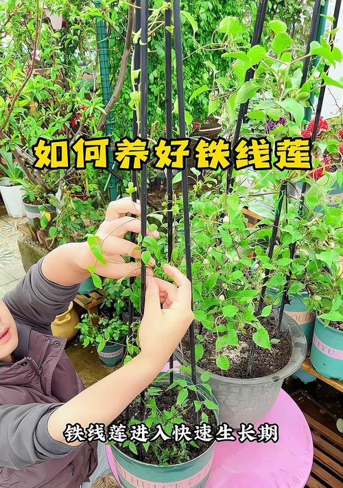 铁线莲新叶生长缓慢怎么办？