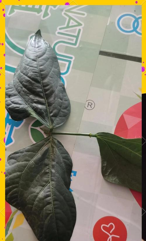 豆角叶子发黄怎么解决？有哪些可能的原因？