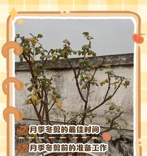 月季怎么换土最佳时间？换土的正确时机是什么时候？