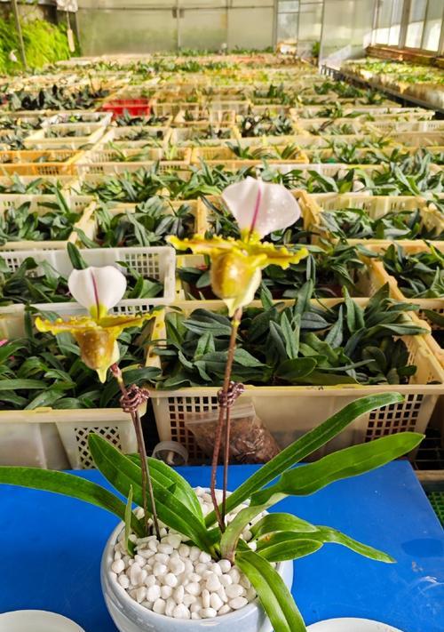 国内石兰科植物有哪些常见品种？它们的特点是什么？