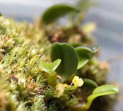 国内石兰科植物有哪些常见品种？它们的特点是什么？