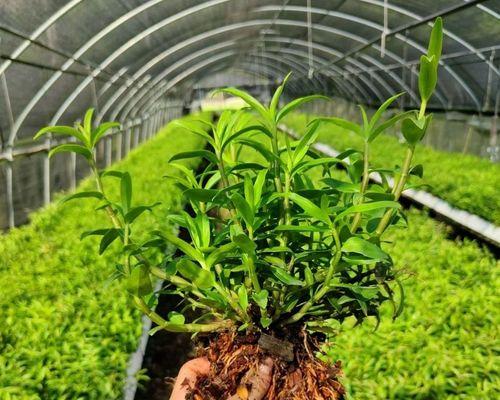 国内石兰科植物有哪些常见品种？它们的特点是什么？