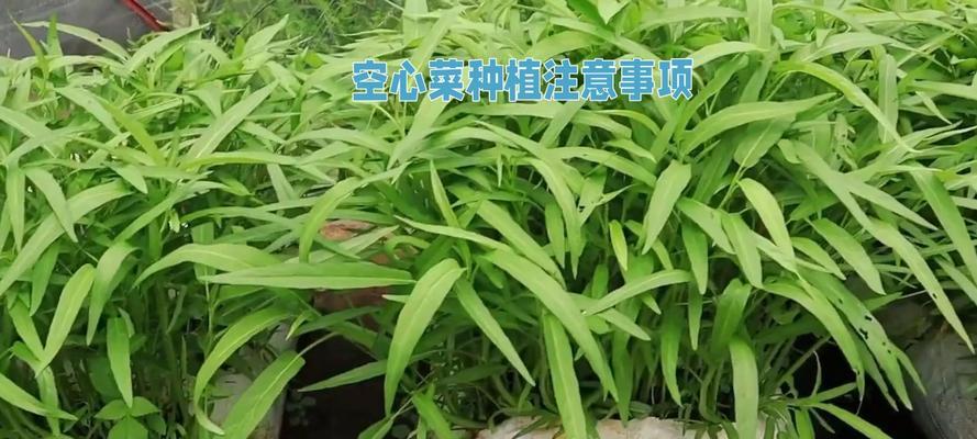 水空心菜叶子发黄的解决方法是什么？