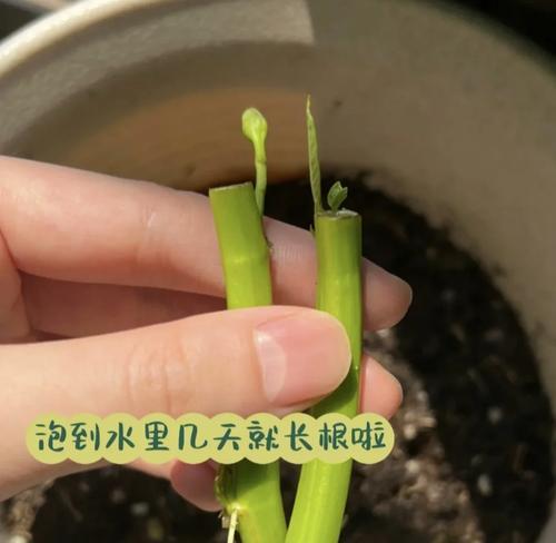 水空心菜叶子发黄的解决方法是什么？
