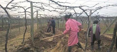 月季使用鸟粪施肥效果如何？正确的施肥方法是什么？