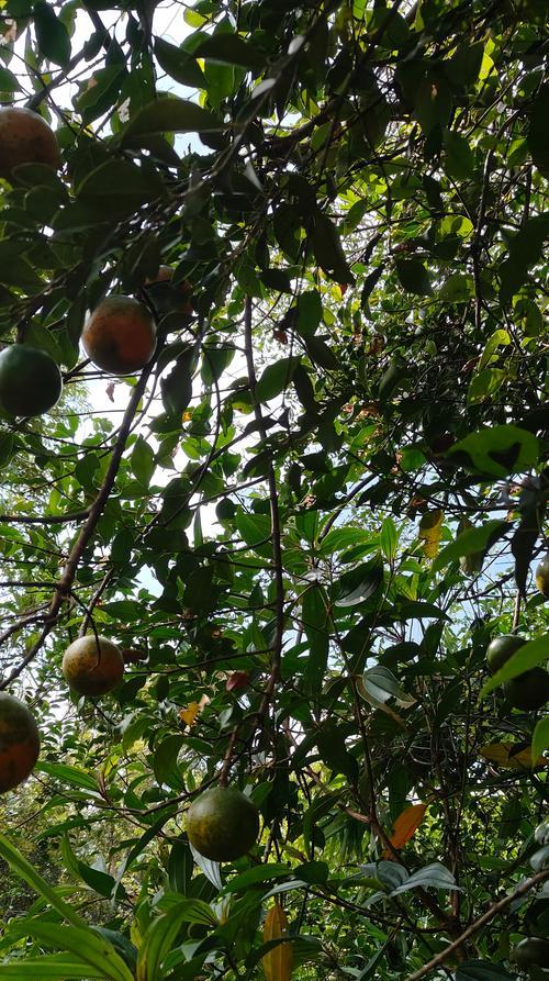 木本植物烂茎的解决方法？如何避免？