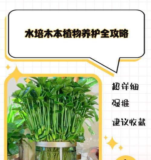 木本植物烂茎的解决方法？如何避免？
