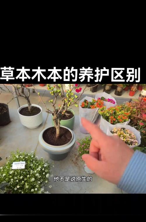 木本植物烂茎的解决方法？如何避免？