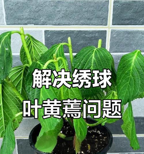 植物叶片发黄脱落的原因是什么？如何解决植物叶片发黄脱落问题？