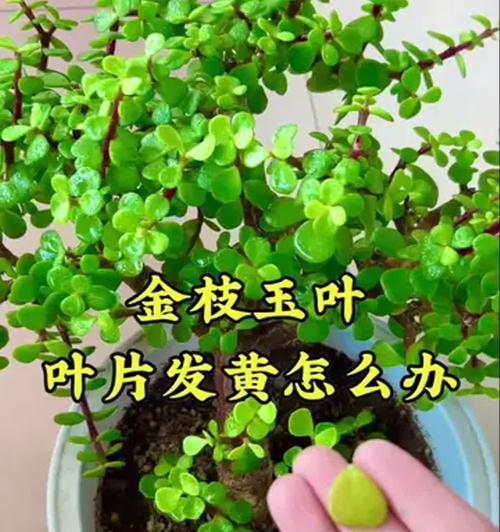 植物叶片发黄脱落的原因是什么？如何解决植物叶片发黄脱落问题？