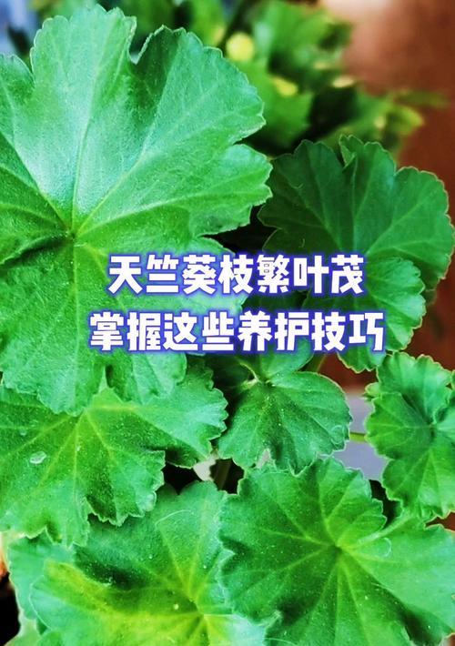 天竺葵修剪后杆子枯萎的原因及解决方法？