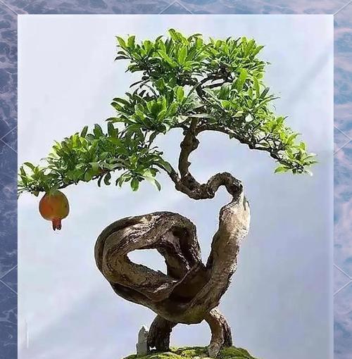 盆景枝干如何养粗壮？有效促进盆景枝干生长的方法？