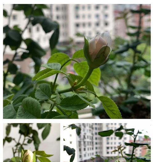 月季使用芸苔素的最佳实践方法？