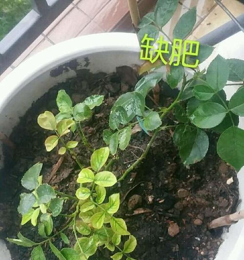 月季使用芸苔素的最佳实践方法？
