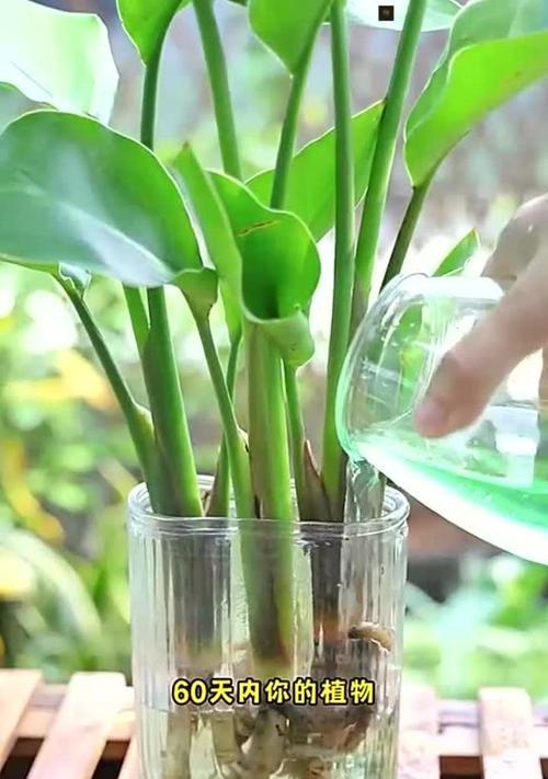 栽花施肥有哪些技巧？如何正确施肥以促进植物生长？