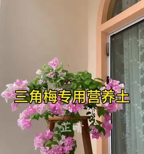 盆栽三角梅长期开花的秘诀是什么？