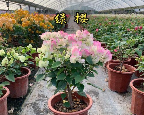 盆栽三角梅长期开花的秘诀是什么？