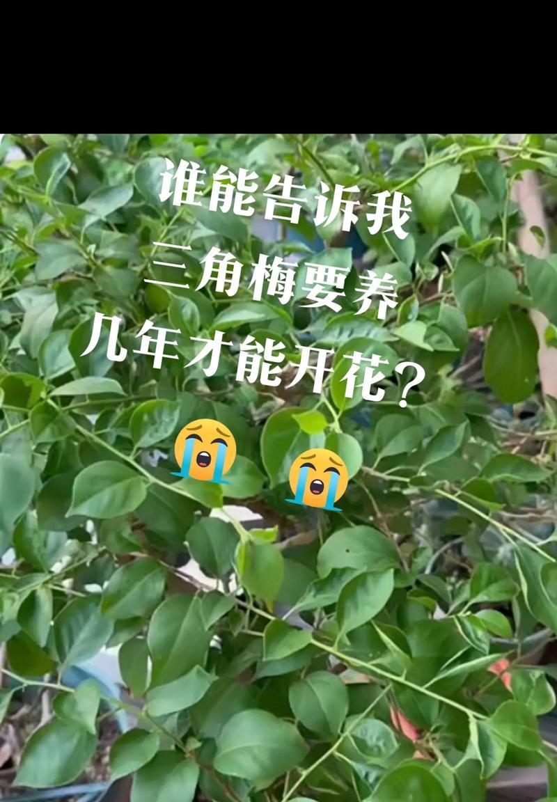 盆栽三角梅长期开花的秘诀是什么？