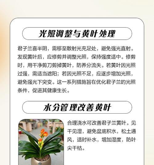 君子兰枯萎叶子仍绿？这是什么原因？