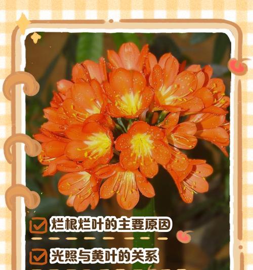 君子兰枯萎叶子仍绿？这是什么原因？