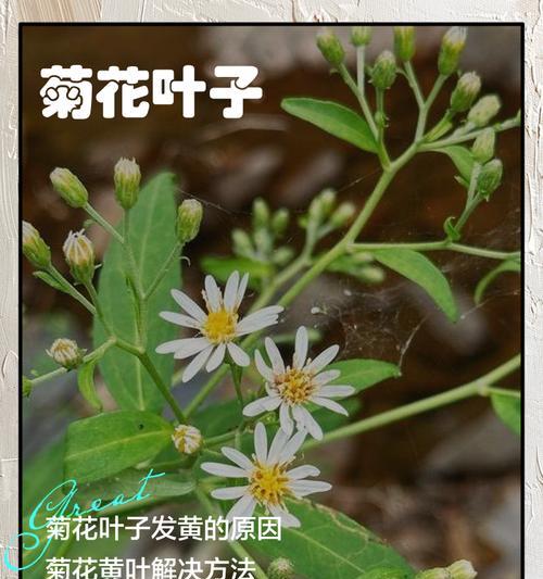 浅草叶子发黄时正确的修剪方法是什么？
