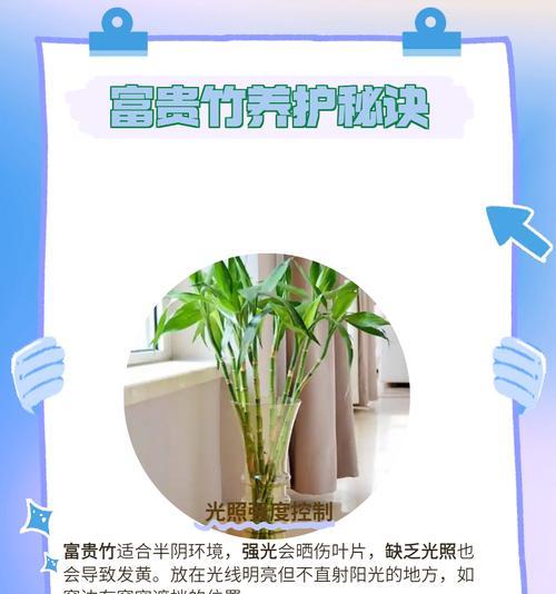 浅草叶子发黄时正确的修剪方法是什么？