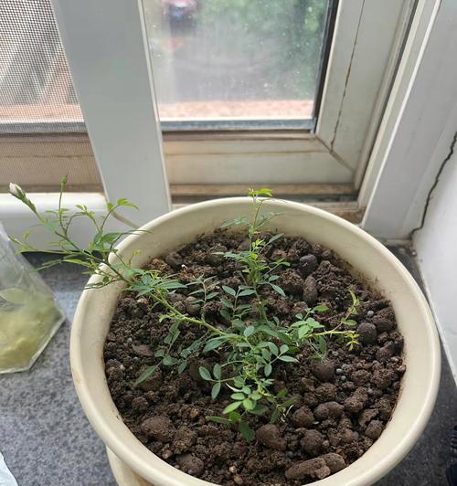 月季秃桩的复活和养护方法是什么？